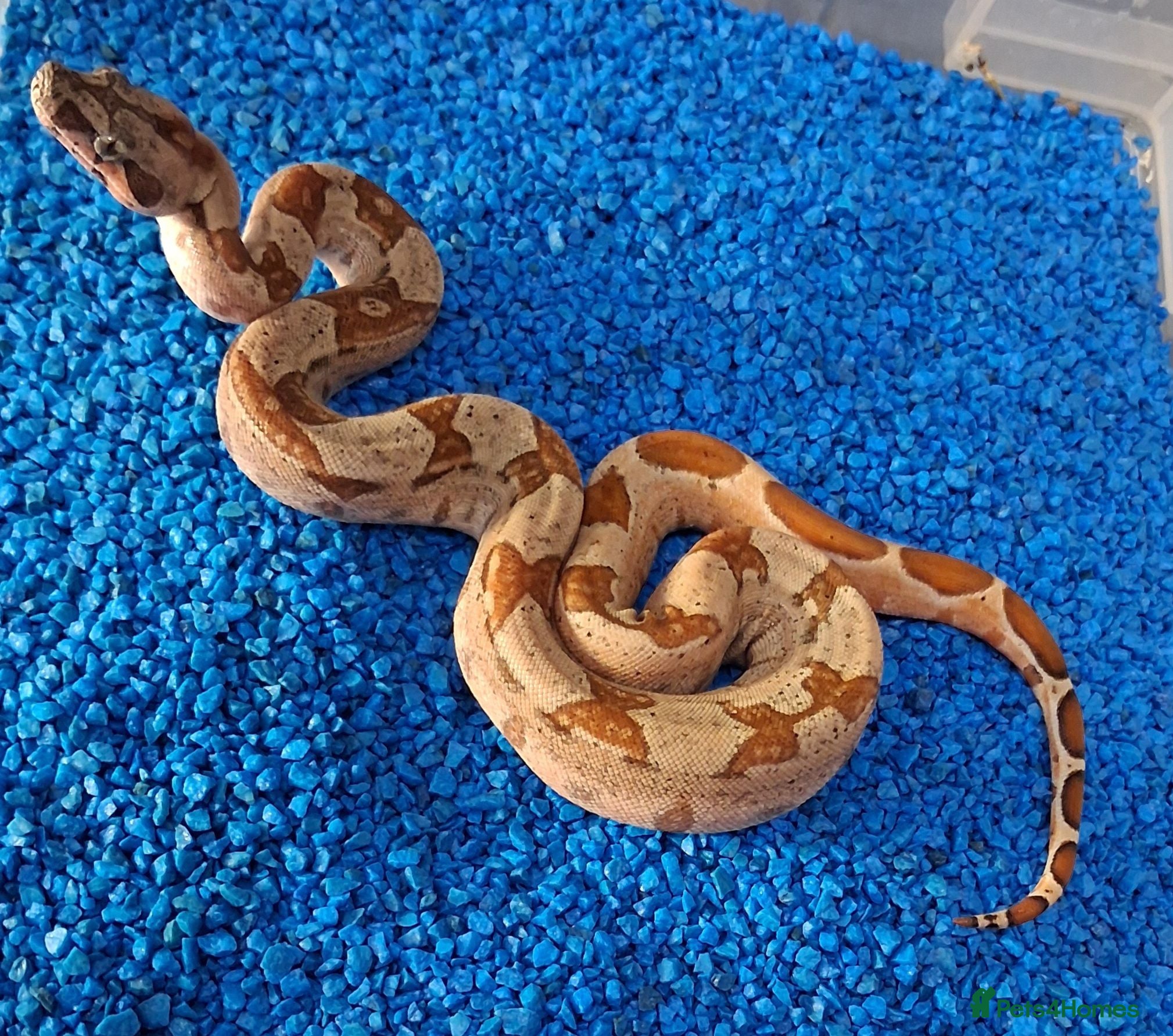 Boa Snake reptiles Baby Hypo Boa constrictor's  - Advert 2