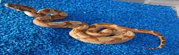Boa Snake reptiles for sale: Baby Hypo Boa constrictor's  - Advert 2