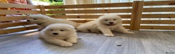Samoyed dogs for stud: Purebred KC Registered SAMOYED Stud for Breeding  in Reading - Advert 10