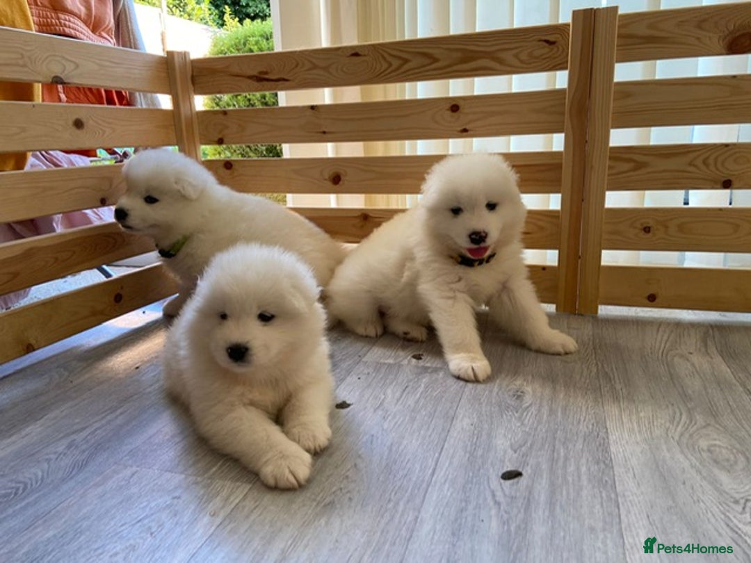 Samoyed dogs for stud: Purebred KC Registered SAMOYED Stud for Breeding  in Reading - Image 10