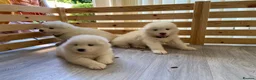 Samoyed dogs for stud: Purebred KC Registered SAMOYED Stud for Breeding  in Reading - Advert 10