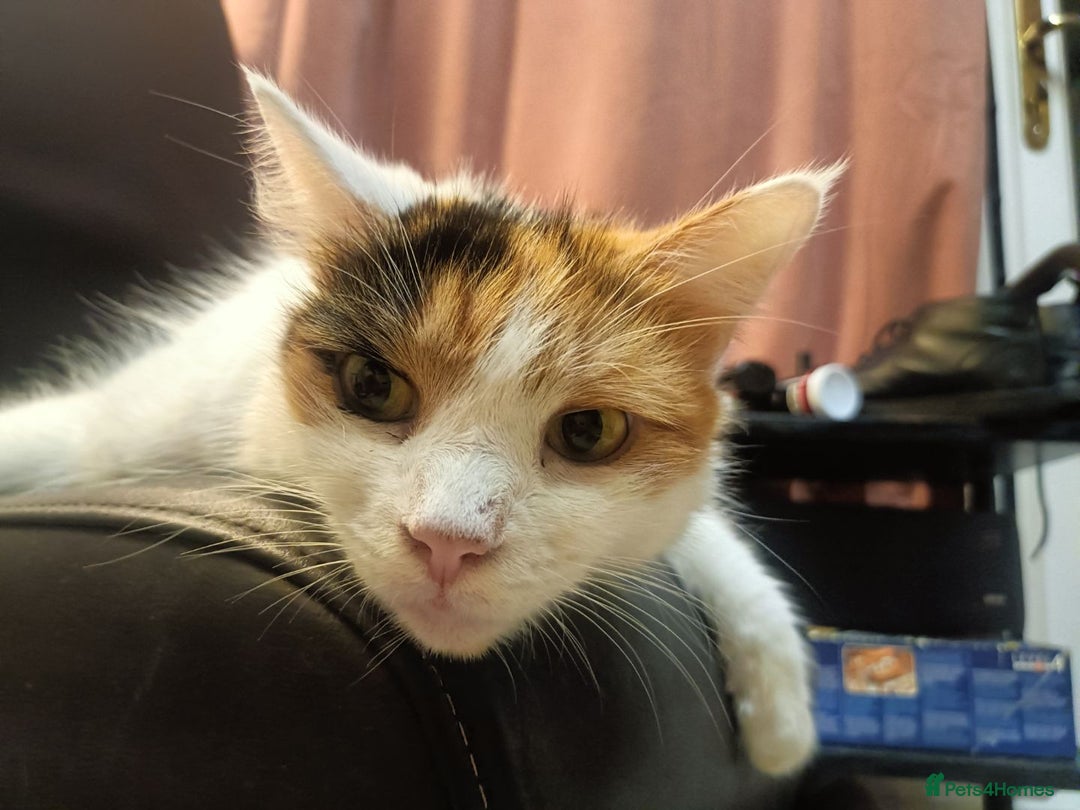 Mixed Breed cats for sale: 2 adorable kittens ready for their forever homes  - Advert 6