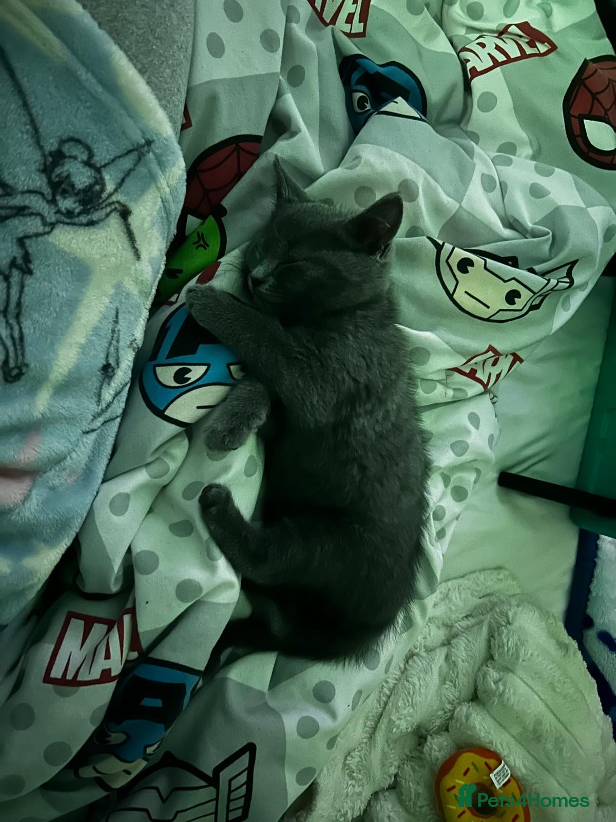 British Shorthair cats Female ragdoll cross British blue shorthair - Advert 2