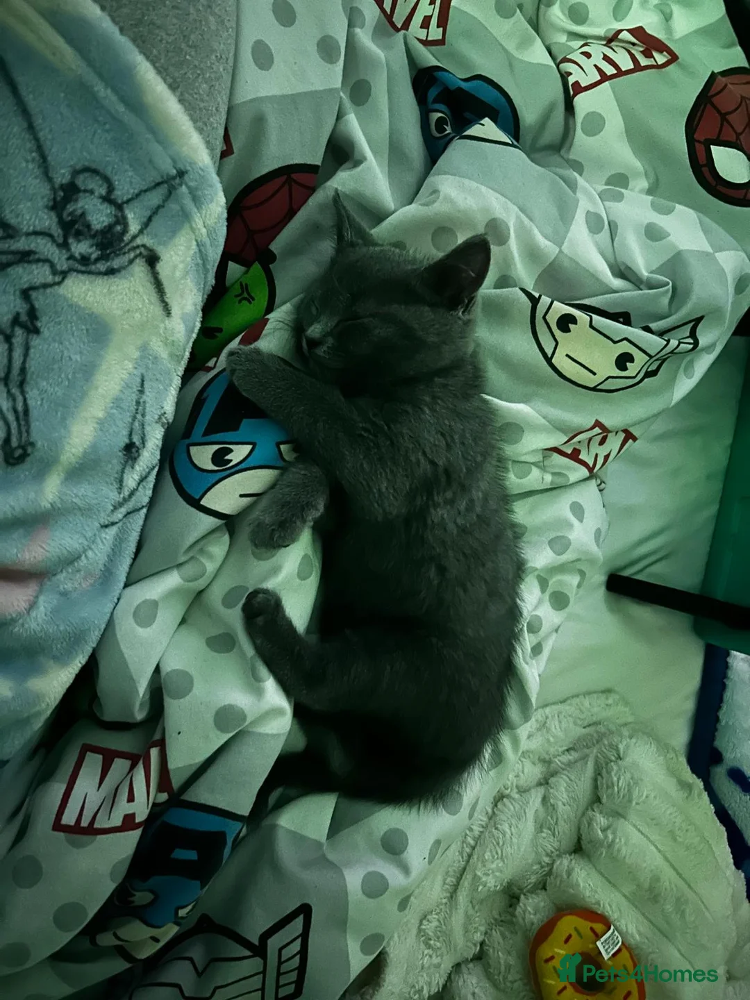 British Shorthair cats for sale: Female ragdoll cross British blue shorthair in Tilbury - Advert 2