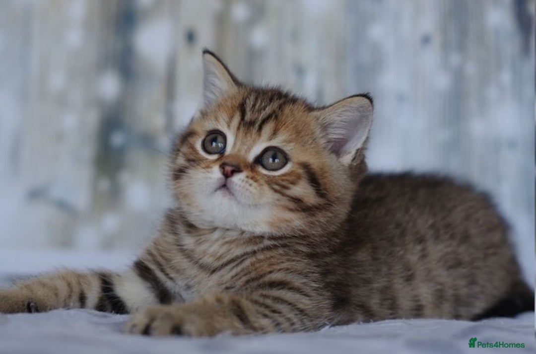 British Shorthair cats for sale: Lovely golden spotted British shorthair kitten. - Image 2