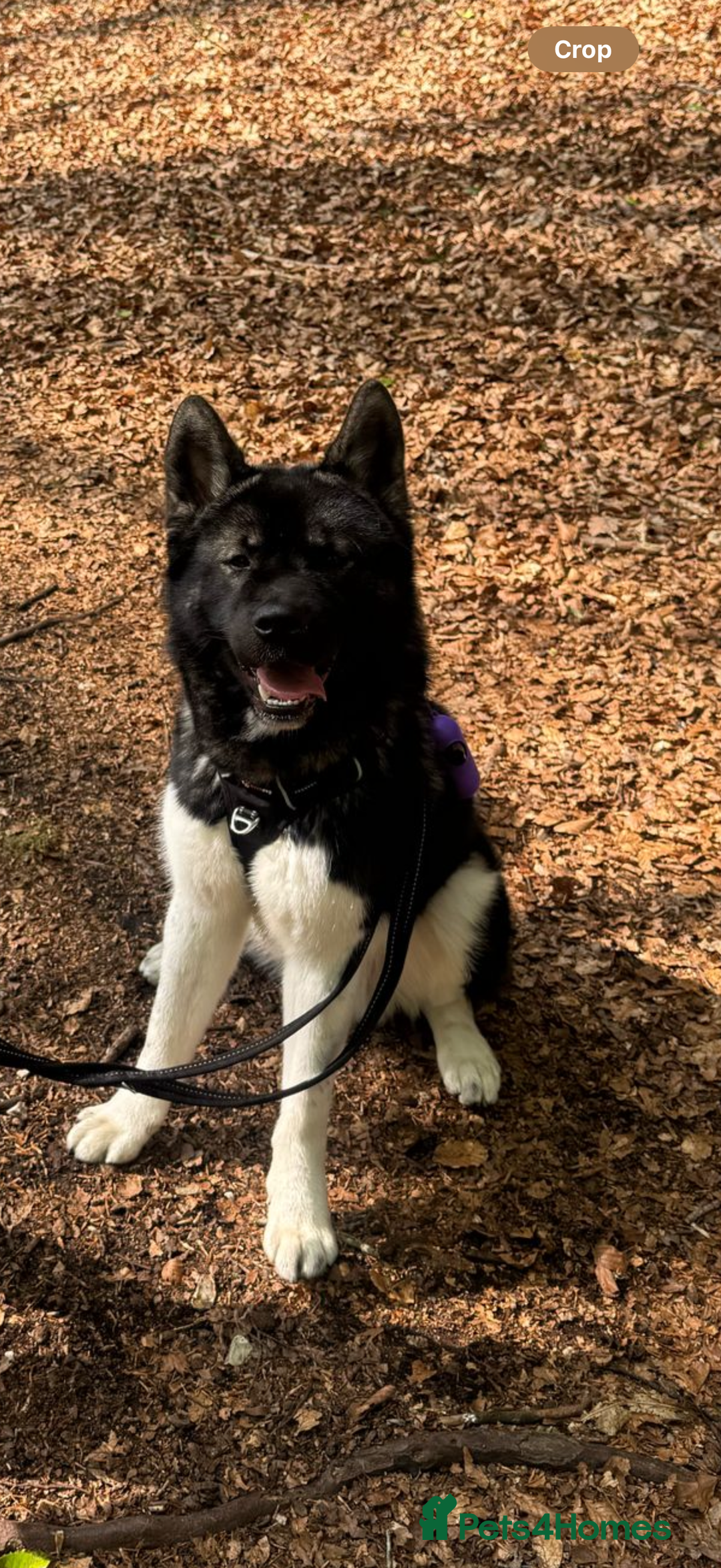 Akita dogs for sale: Male Akita - Image 1