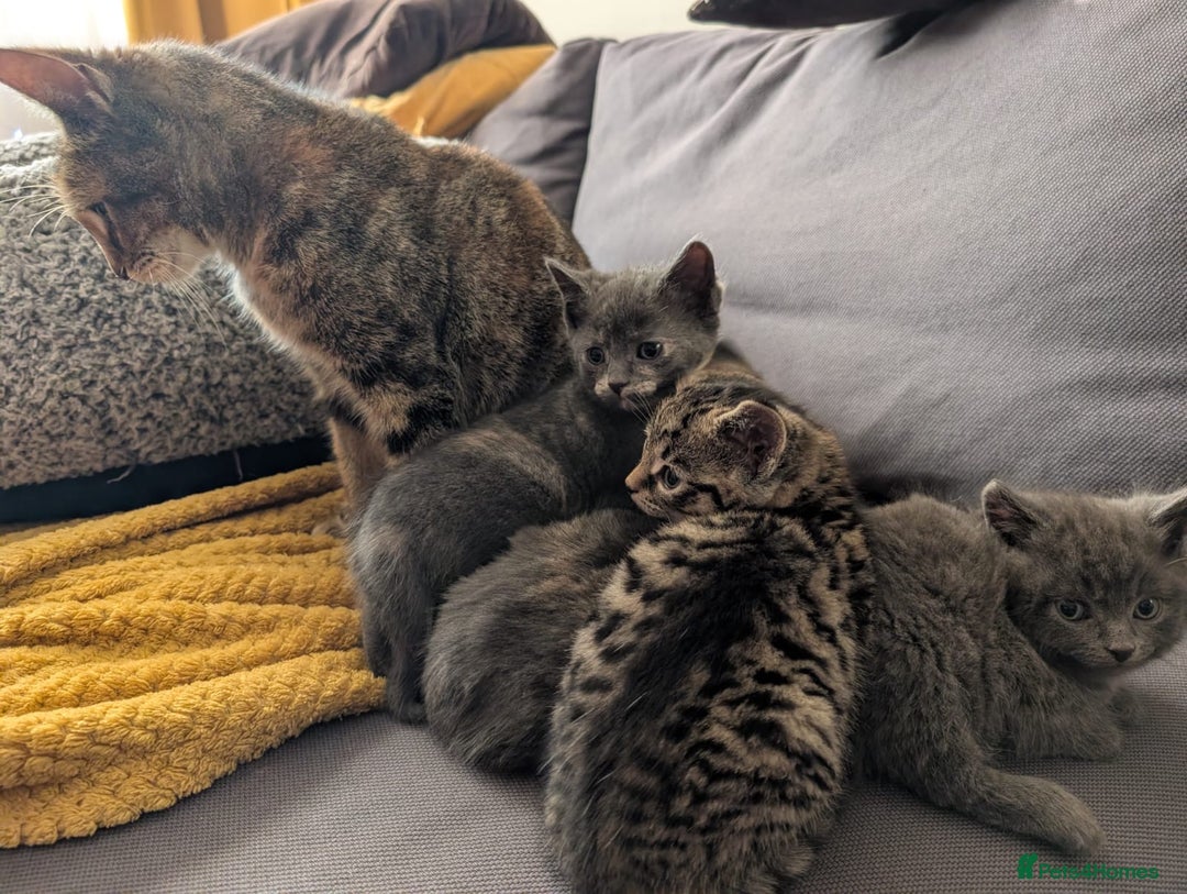 Domestic Shorthair cats for sale: Adorable domestic shorthair kittens, ready to go - Advert 6