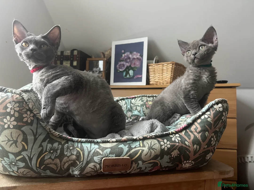 Devon Rex cats for sale: Devon Rex kittens  - Advert 5