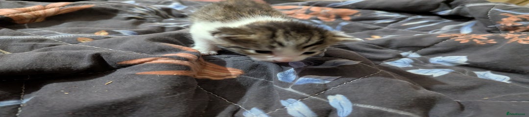 Female Tabby Mixed 1