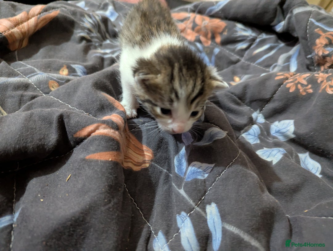 Mixed Breed cats for sale: Tabbies for sale (mixed breed) (8M/1F) - Image 11