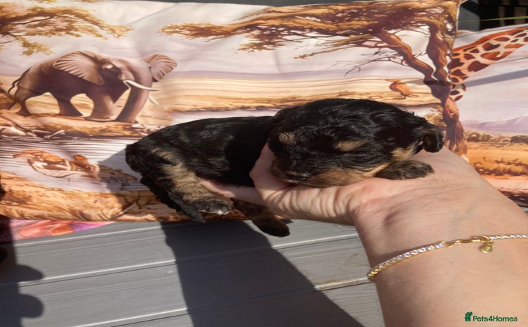 Cavapoo dogs - Advert 3
