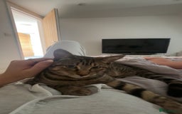 American Shorthair cats for sale: Beautiful Female Kitten/Cat - Advert 4