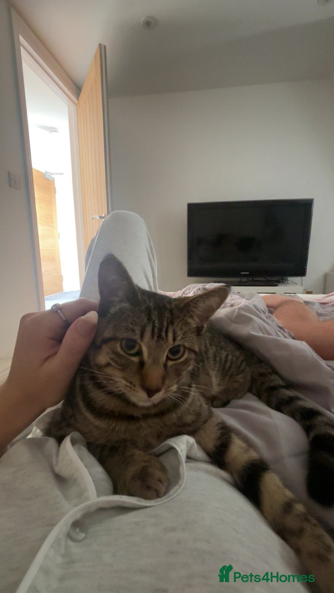 American Shorthair cats for sale: Beautiful Female Kitten/Cat - Advert 4