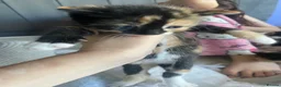 Mixed Breed cats for sale: 4 Kittens for sale in Corsham - Advert 3