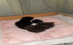 Domestic Shorthair cats for sale: 3 gorgeous kittens 6 weeks old atm - Image 10