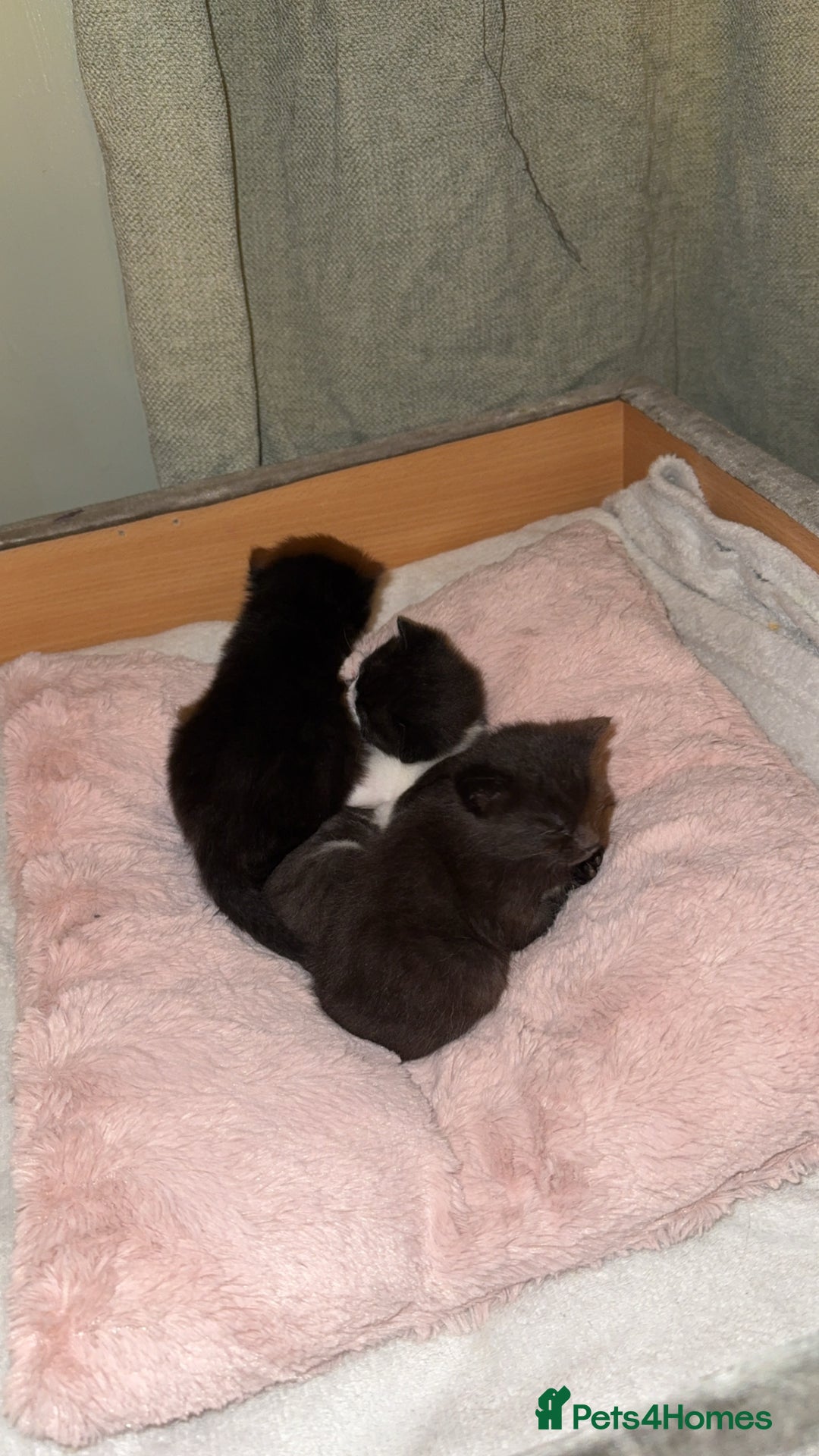 Domestic Shorthair cats for sale: 3 gorgeous kittens 6 weeks old atm - Image 10