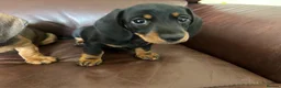 Miniature Dachshund dogs for sale: Beautiful kc reg short haired dachshunds  - Advert 4