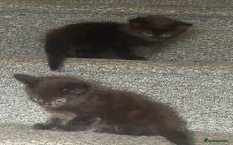 Mixed Breed cats for sale: Friendly and playful kittens  - Image 8