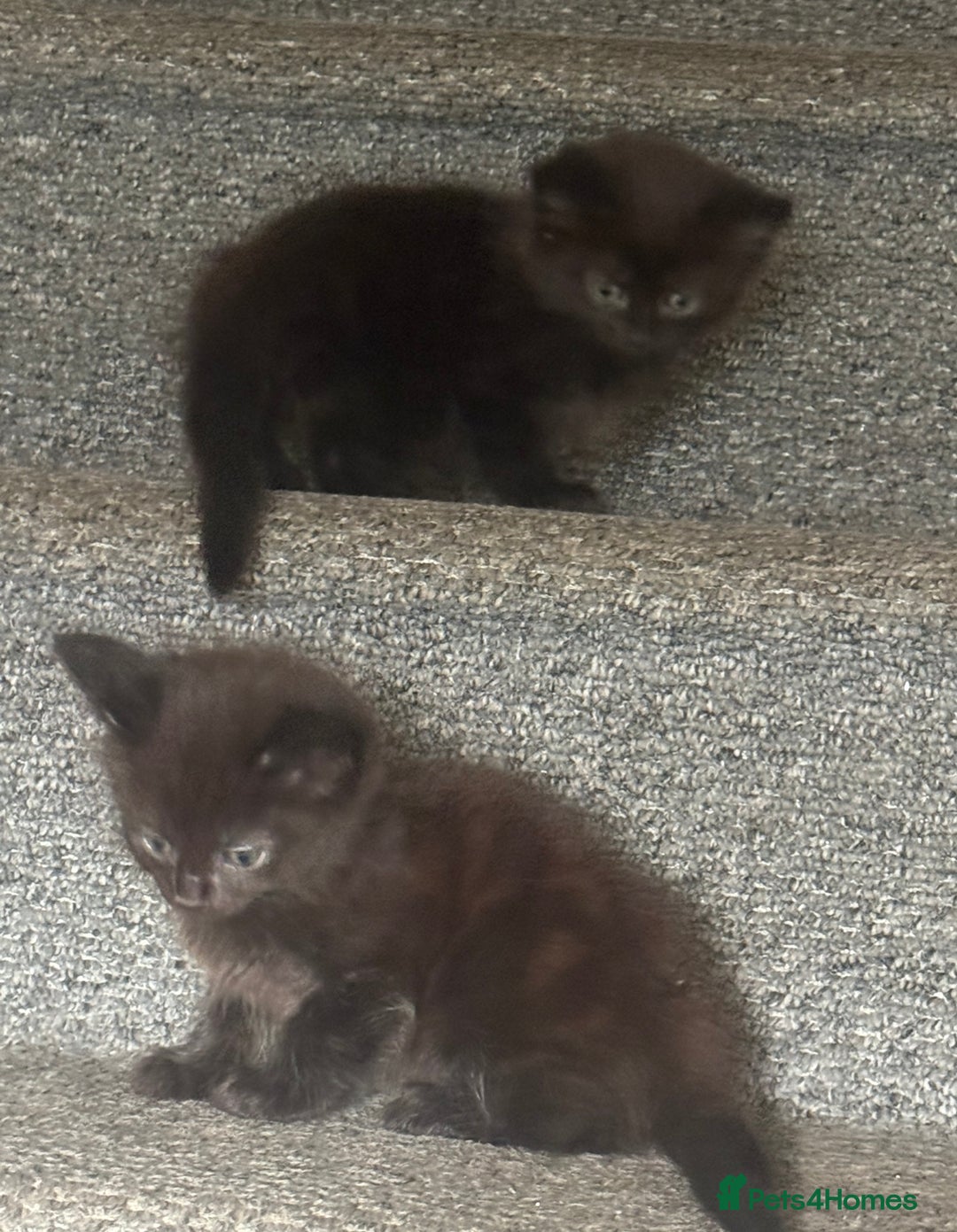 Mixed Breed cats for sale: Friendly and playful kittens  - Image 8