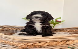 Australian Labradoodle dogs for sale: Australian labradoodle** READY TO GO** - Image 12