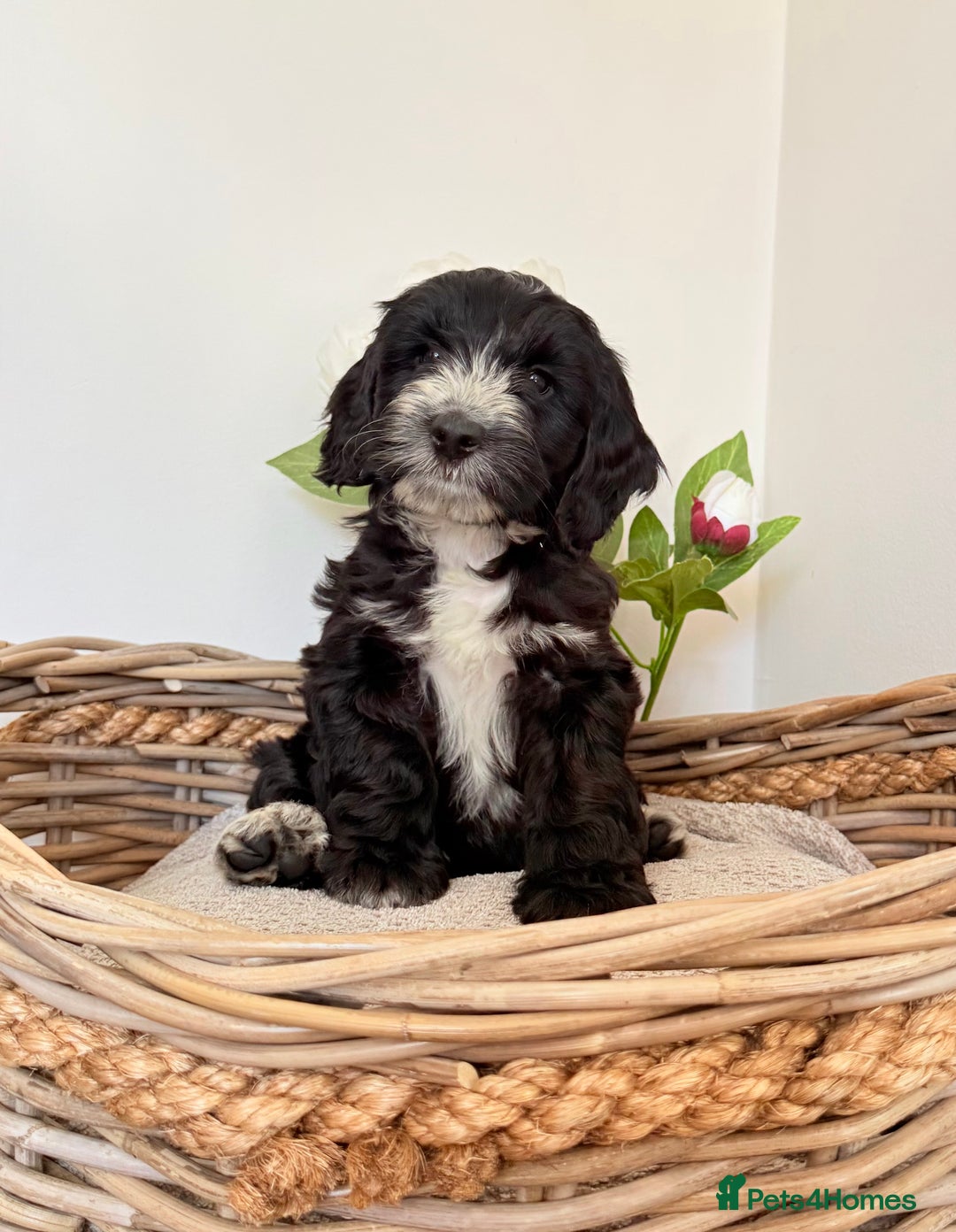 Australian Labradoodle dogs for sale: Australian labradoodle** READY TO GO** - Image 12