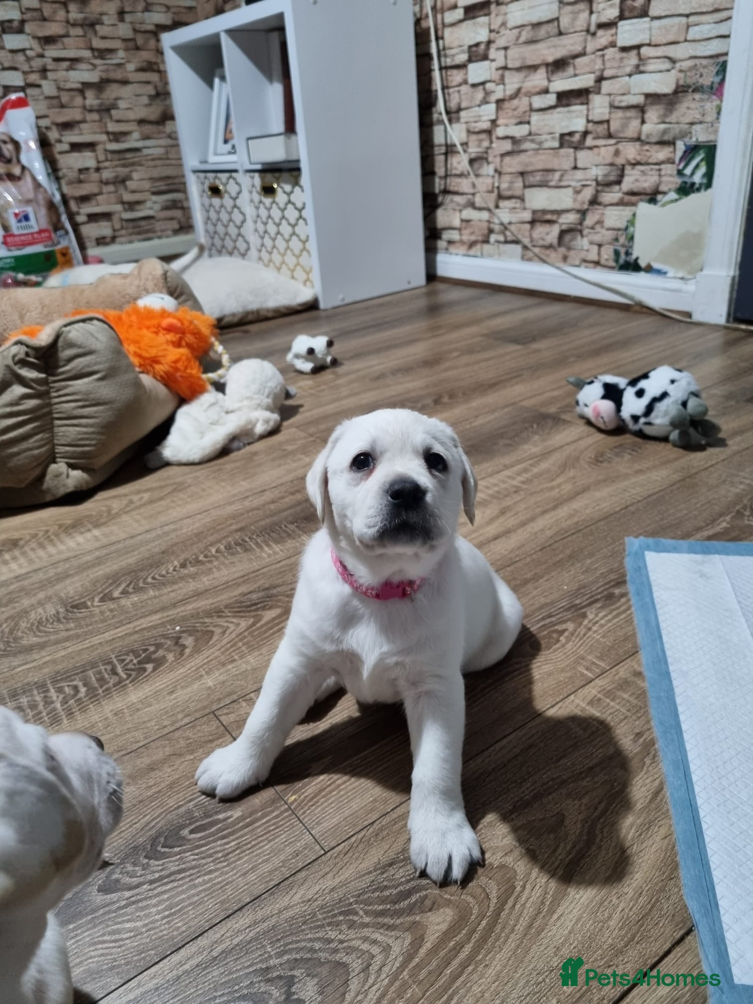 Labrador Retriever dogs STUNNING LABRADOR PUPPIES 2 RESERVED, 5 AVAILABLE - Advert 1