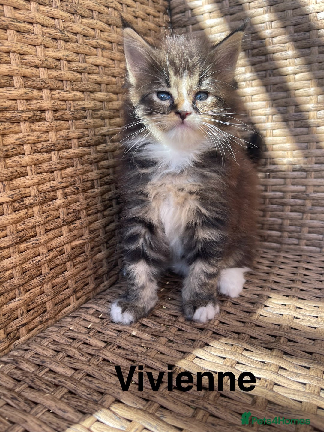 Maine Coon cats for sale: Mainecoons  - Image 5