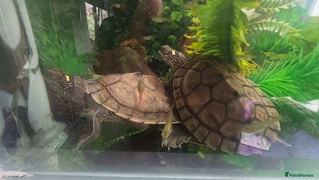 Terrapin reptiles for sale: Pair Mississippi Map Turtle  - Image 14