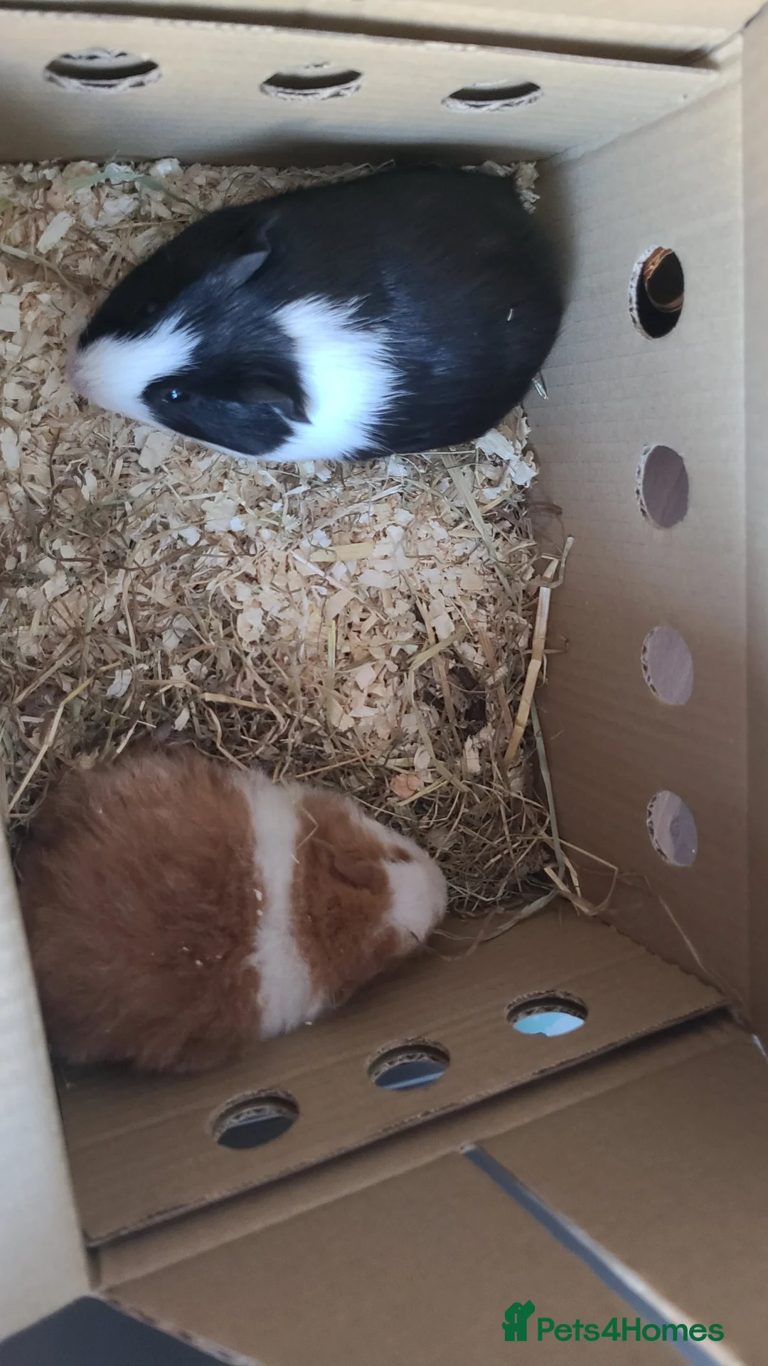 Guinea Pig rodents for sale: Two baby guniea pigs for sale female  - Advert 1