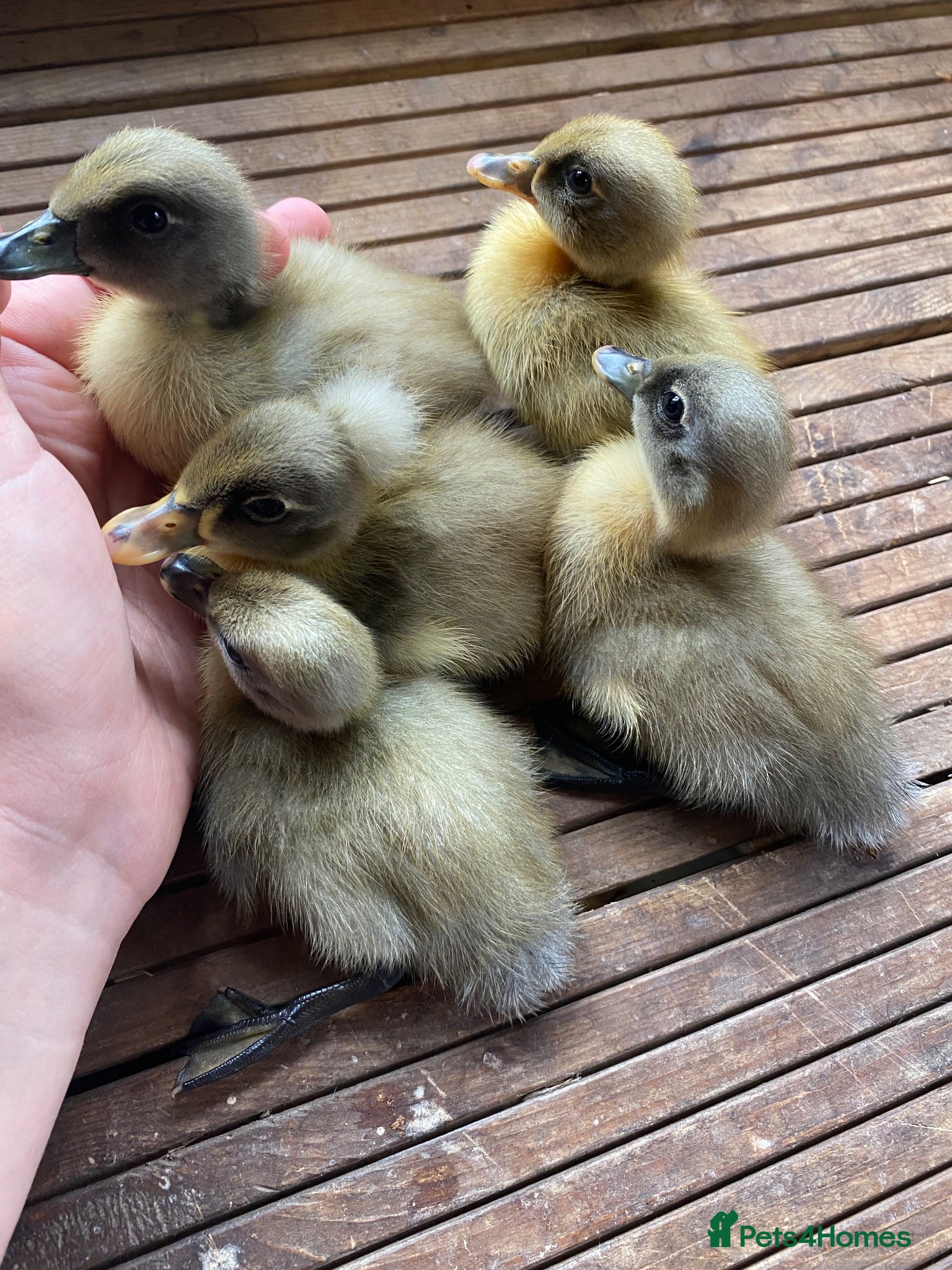 Ducks poultry Pure Indian Runner Ducklings + Fertile Eggs - Advert 2