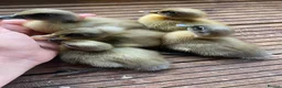 Ducks poultry for sale: Pure Indian Runner Ducklings + Fertile Eggs - Advert 3