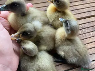 Ducks poultry Pure Indian Runner Ducklings + Fertile Eggs - Advert 2