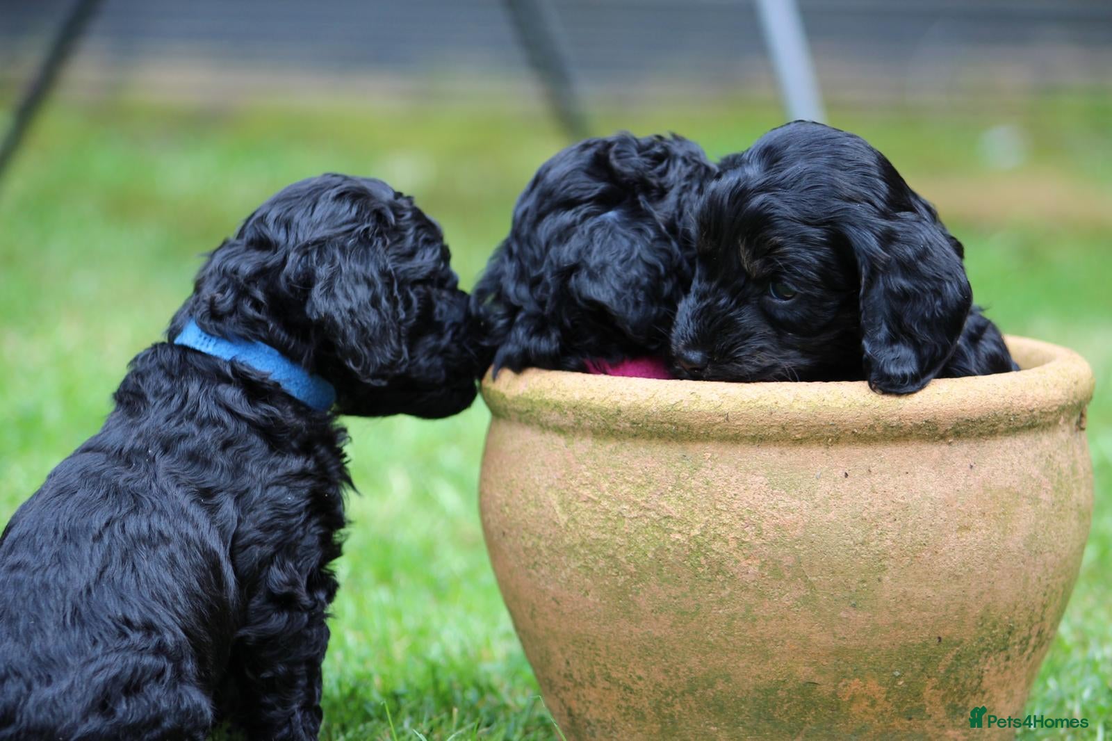Cockapoo dogs Cockapoo puppies… **available now! ** - Advert 7