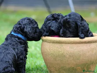 Cockapoo dogs Cockapoo puppies… **available now! ** - Advert 7