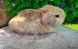 Mini Lop rabbits for sale: Stunning mini lops - Image 14