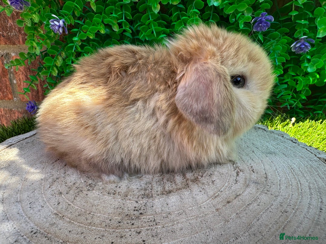 Mini Lop rabbits for sale: Stunning mini lops - Image 14