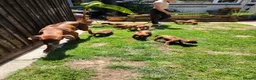 Rhodesian Ridgeback dogs for sale: Beautiful Rhodesian Ridgeback puppies-Family pet - Advert 22