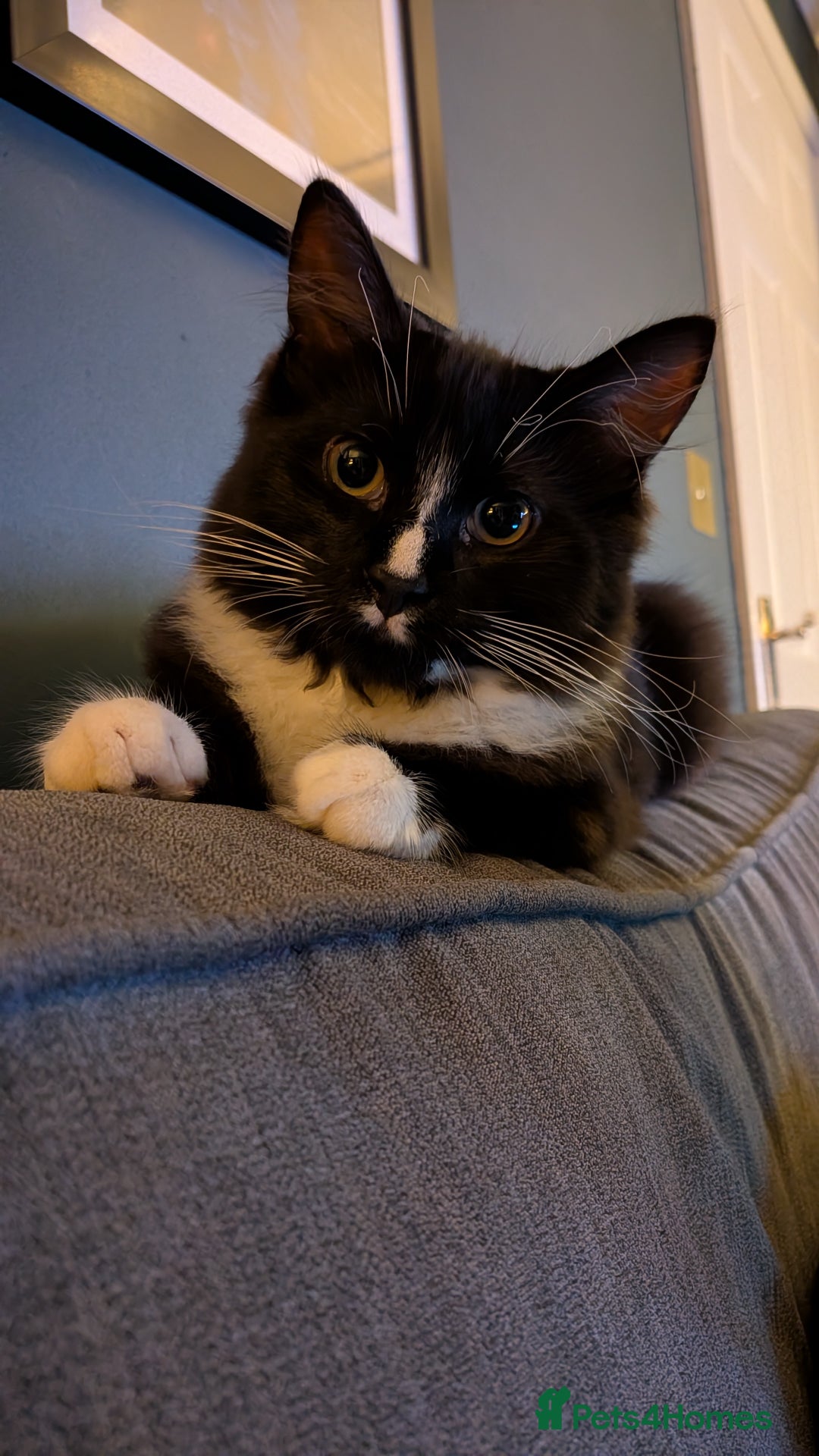 Ragdoll cats for sale: Part ragdoll boy needs rehoming  - Advert 5