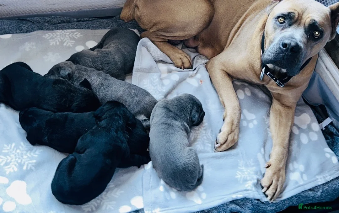 Cane Corso dogs for sale: Cane Corso Puppies – Champion European Lines - Advert 9