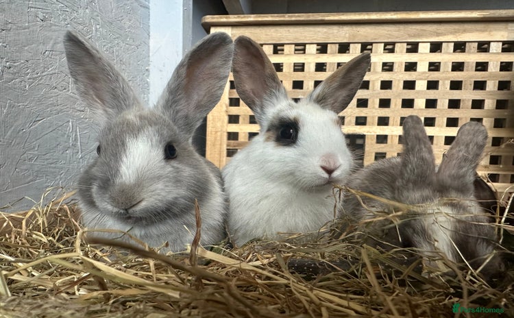 Mixed Breed rabbits - Advert 1