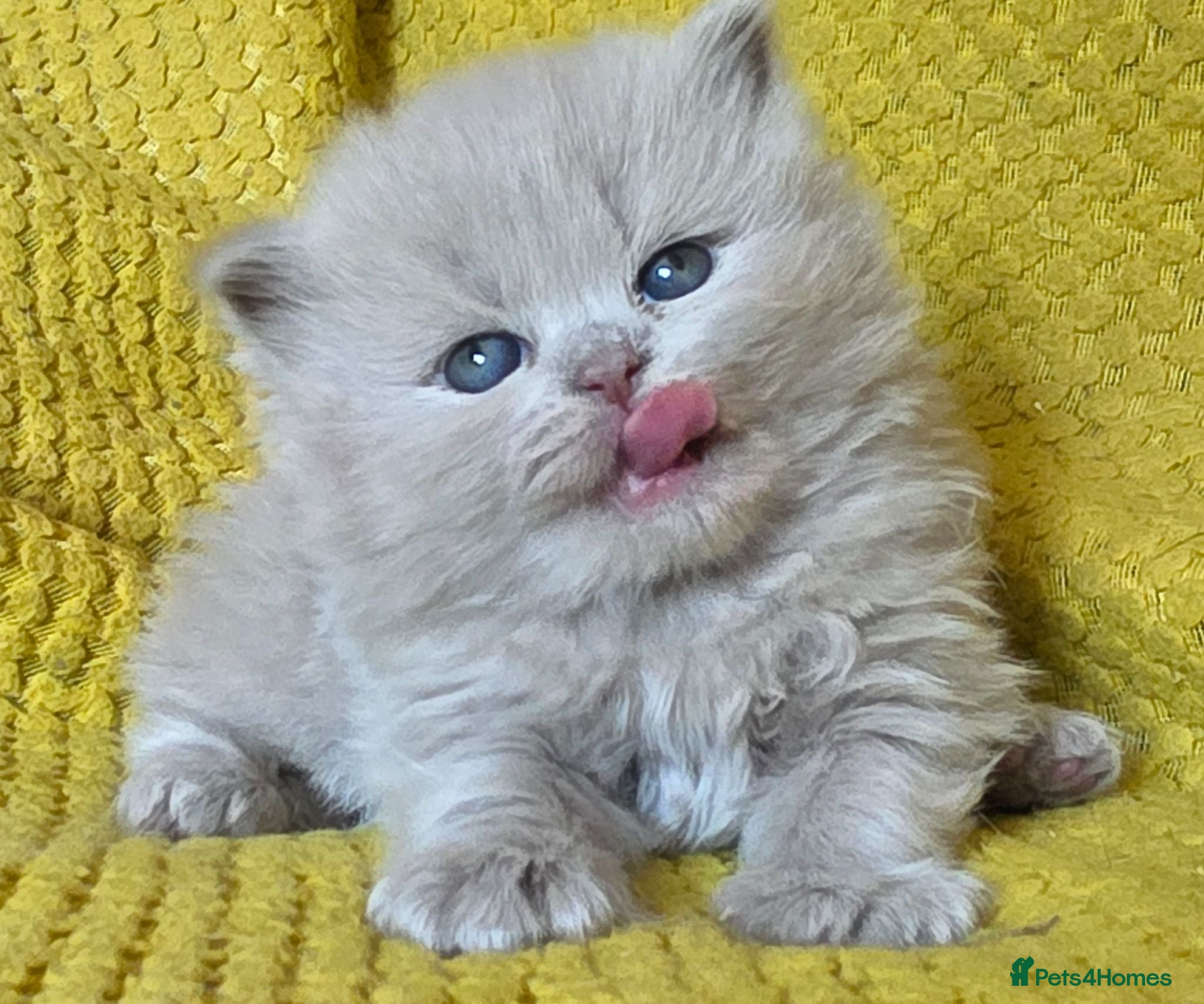 British Longhair cats TICA Registered British longhair kittens - Advert 3