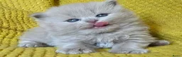 British Longhair cats for sale: TICA Registered British longhair kittens - Advert 5