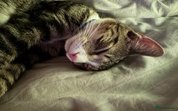 British Shorthair cats for sale: This is Harvey  - Image 2