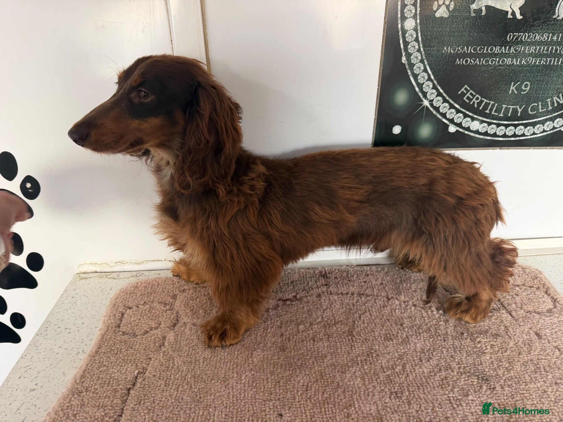 Miniature Dachshund dogs Miniature dachshund puppies  - Advert 2