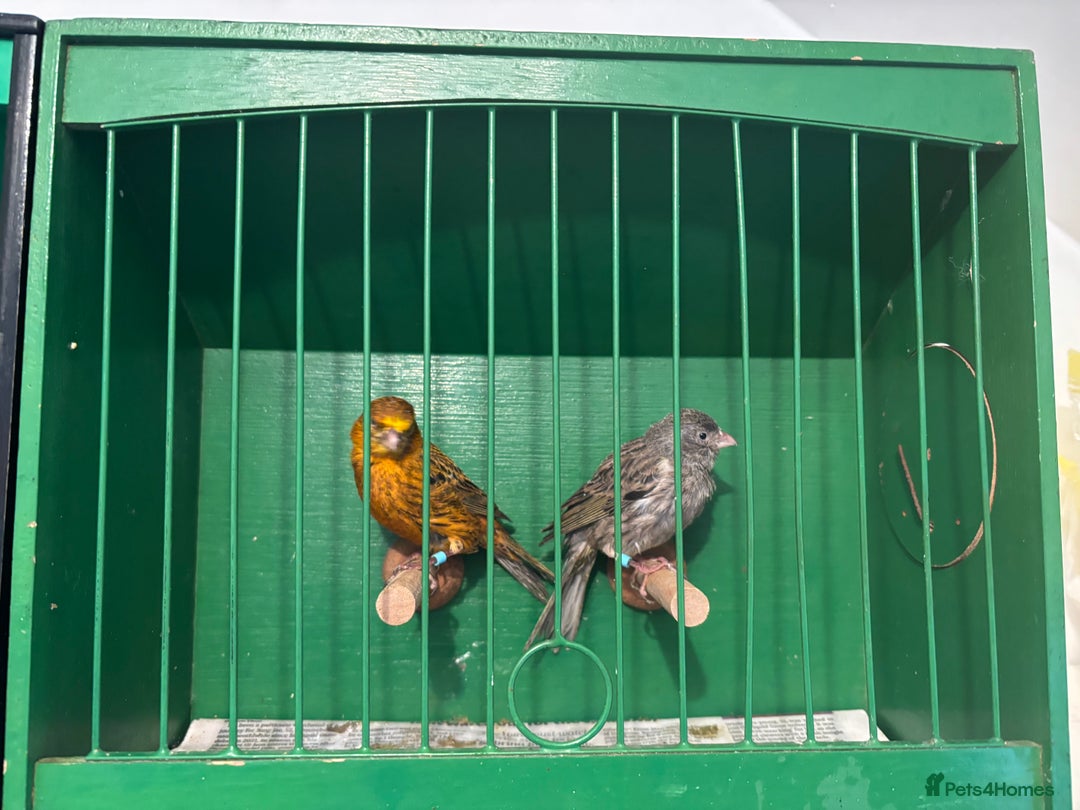 Canaries birds for sale: Lizard canaries  - Advert 3