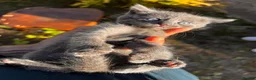 Mixed Breed cats for sale: 🐾💙 Grey Kittens Seeking Loving Homes! 🏡💙 - Advert 20