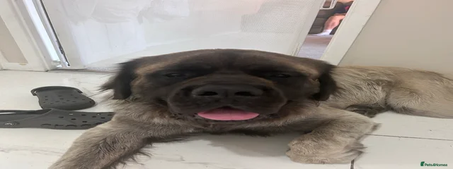 Hector