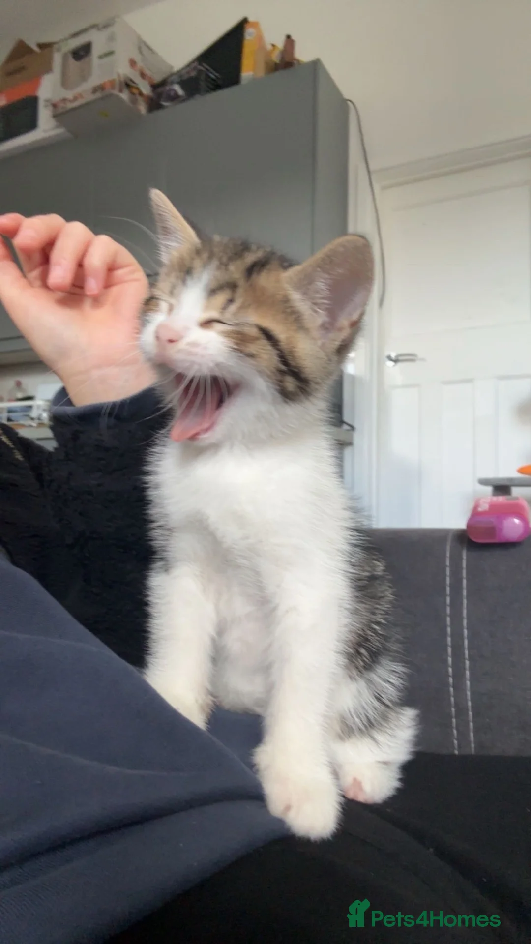 Mixed Breed cats for sale: Male kitten  - Advert 1