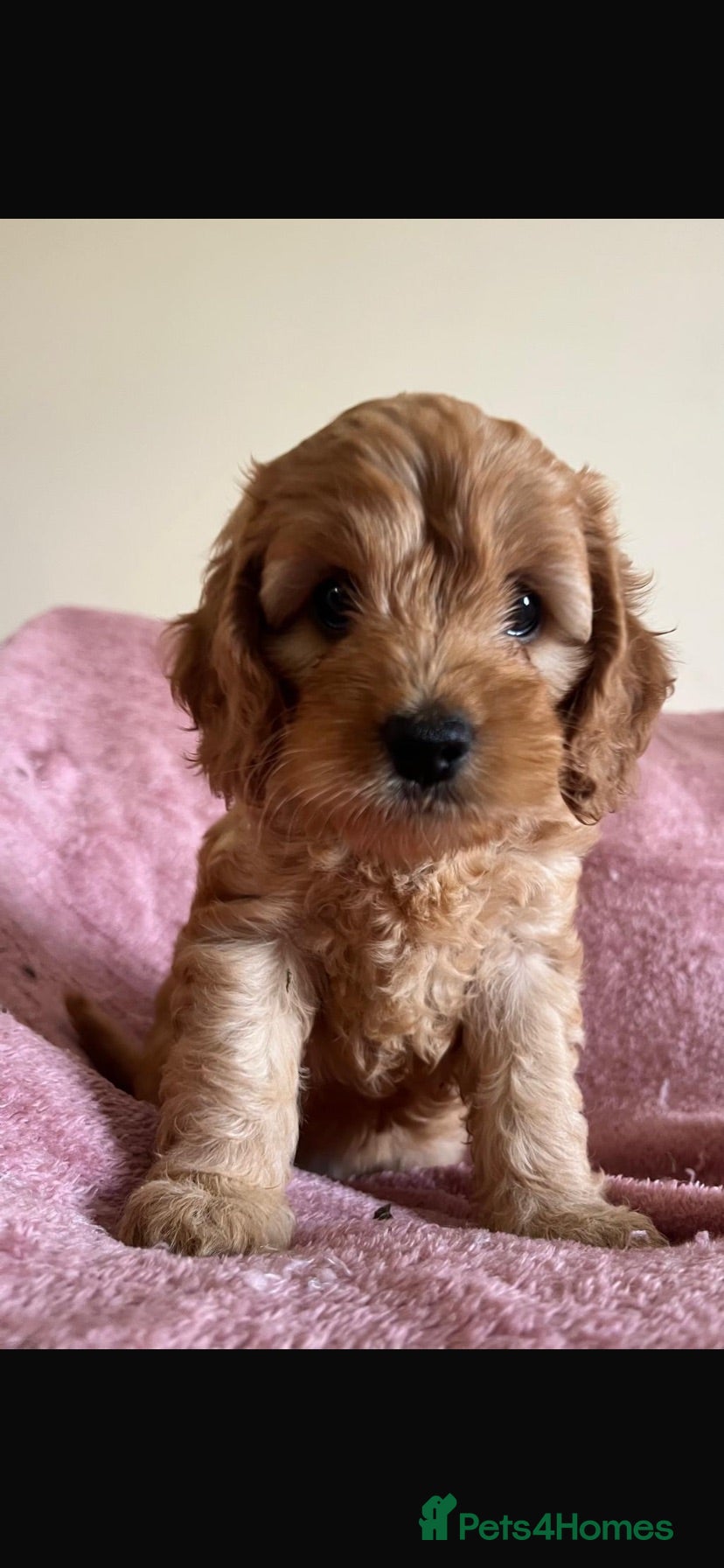 Cockapoo dogs 🐶Beautiful Cockapoo Puppies❤️ - Advert 14