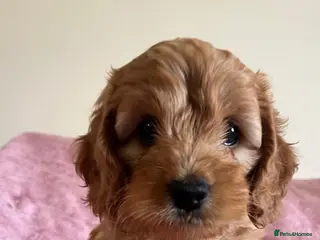 Cockapoo dogs 🐶Beautiful Cockapoo Puppies❤️ - Advert 14